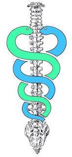 Lucile Aucremanne - Ostéopathe D.O.