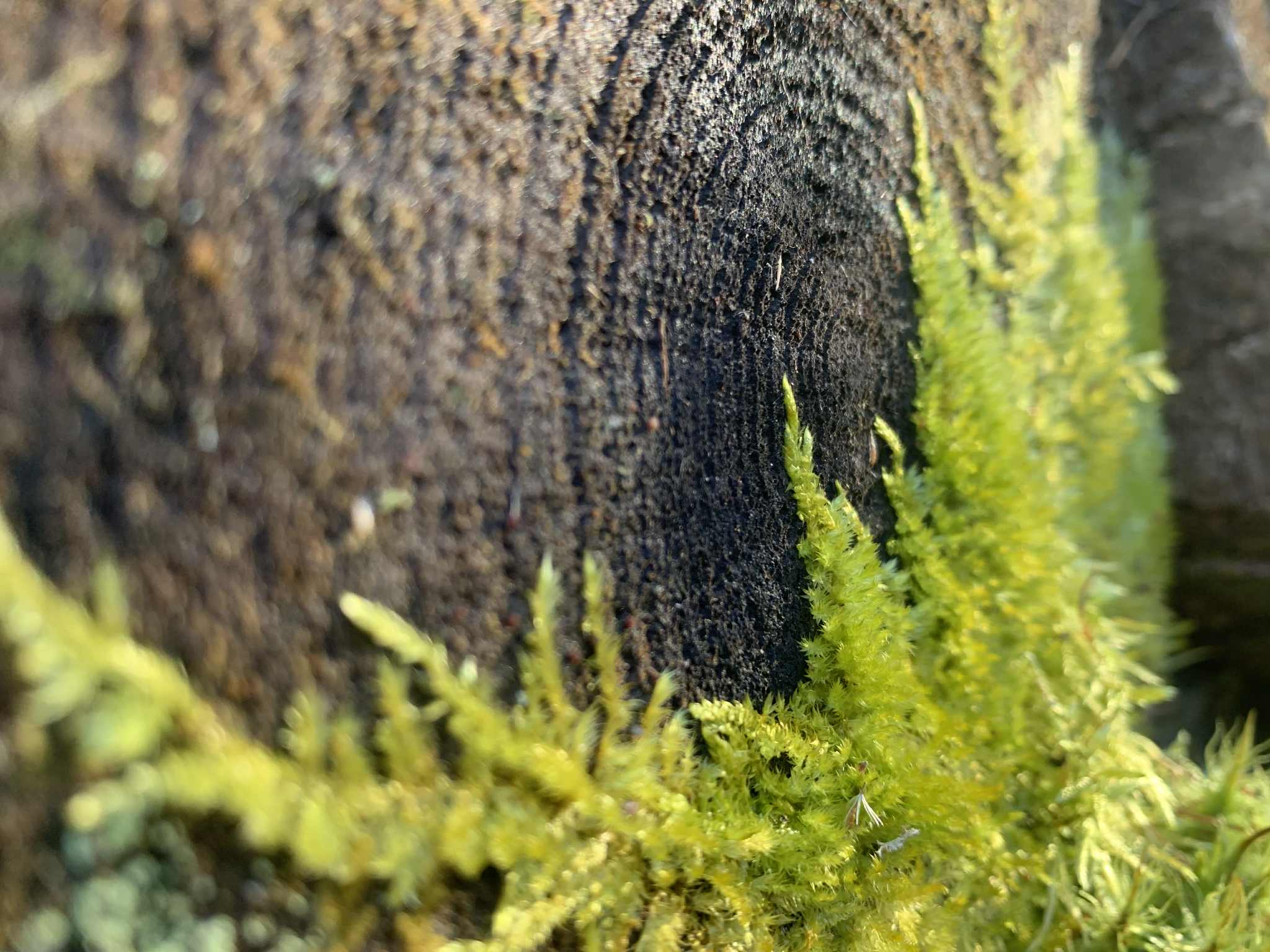 Ostéopathie - Acupuncture - Physiothérapie / Saint-Élie-de-Caxton