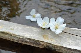 Cabinet d'hypnothérapie de Roanne Céline Dumas