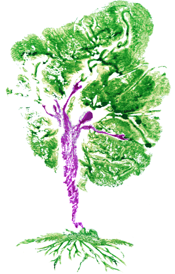 Nathalie Ashkar, Naturopathe Diplômée