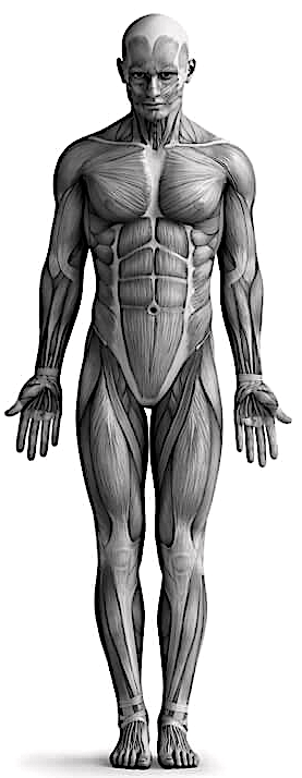 Clinique Chiropratique L'Hexagone