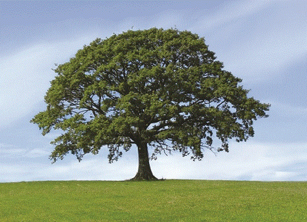 Nancy Lamarche Ostéopathe