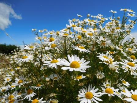 Mance Brisebois, massothérapeute