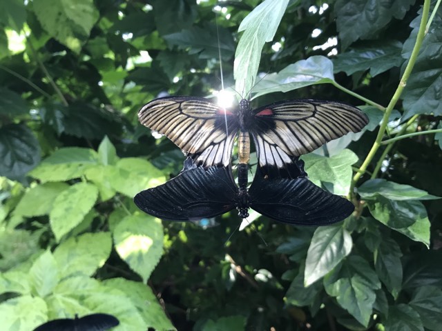 Clinique Dana, acupuncture sociale et solidaire des Laurentides